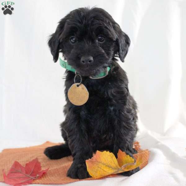 Sampson, Yorkie Poo Puppy